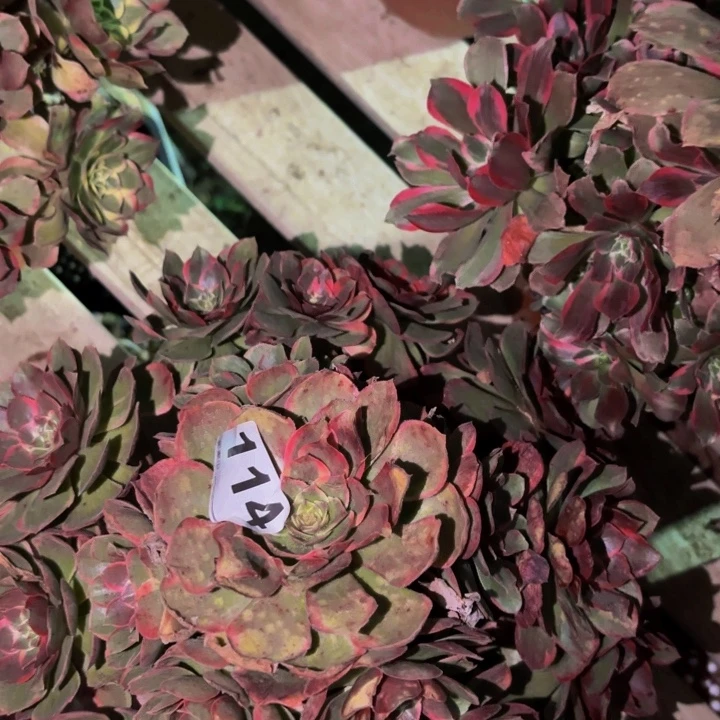 114粉花妖多肉植物不售后