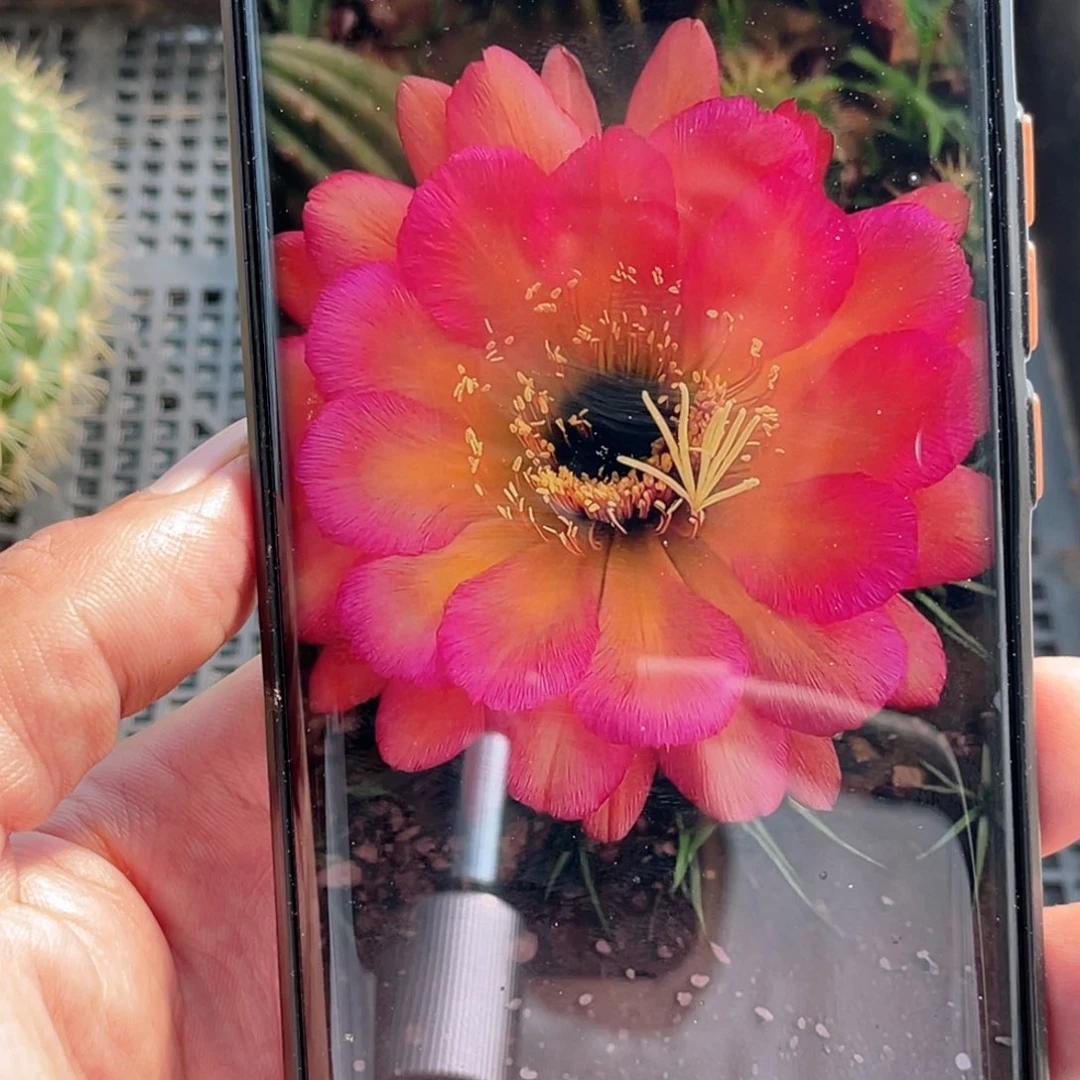 毛 小丑侧芽 歪 满20包邮高 7公分