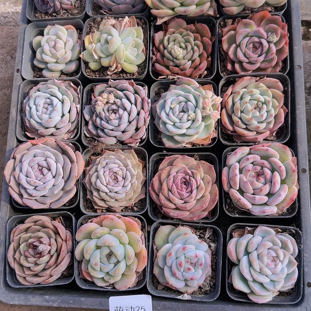 直播一物一拍多肉25