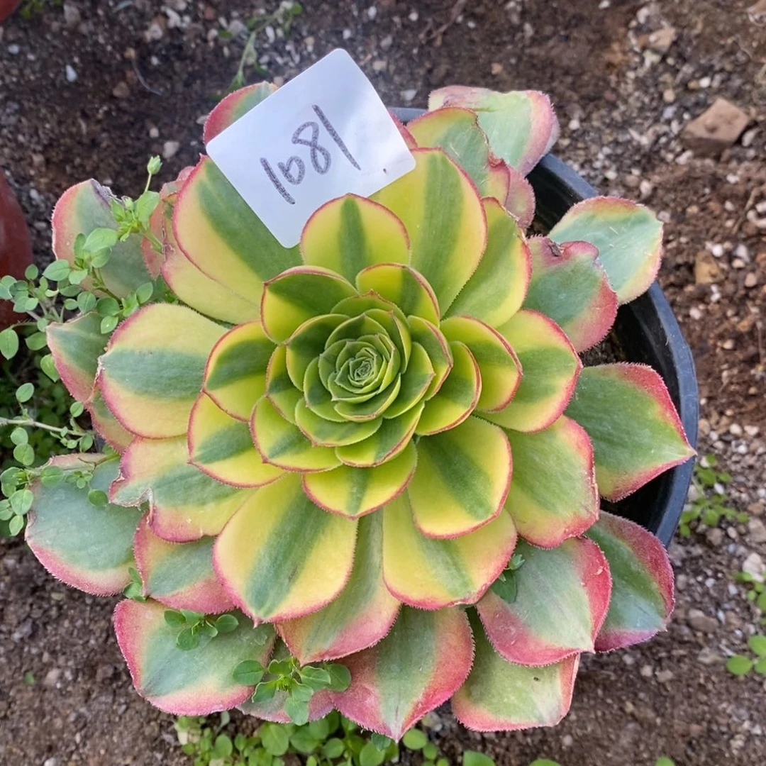 1081奶白单头12厘米多肉量拍