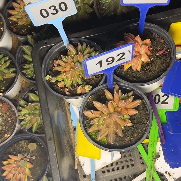 小***七多肉植物梵高030/140/192