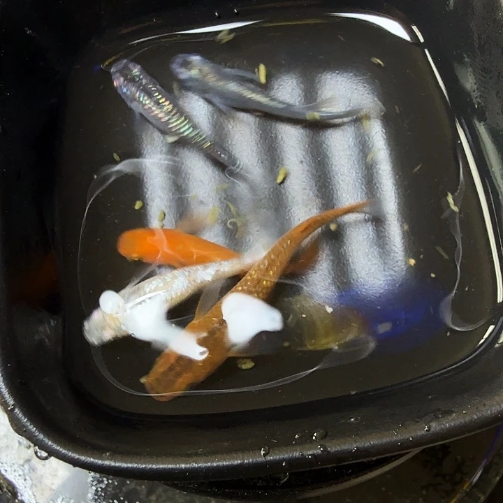 青鳉鱼42号拍品混搭