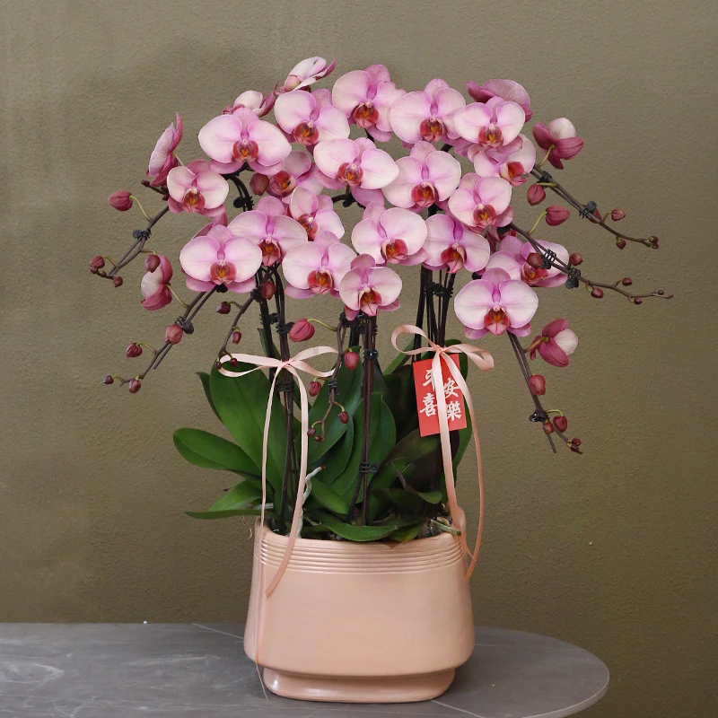 蝴蝶兰【香妃】带花带盆组好伴手礼送礼茶桌婚礼客厅美化装饰