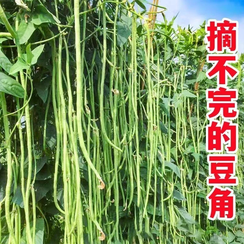 小五叶特长豆角种子叶少果多压塌架特长搭架豆角蔬菜种子