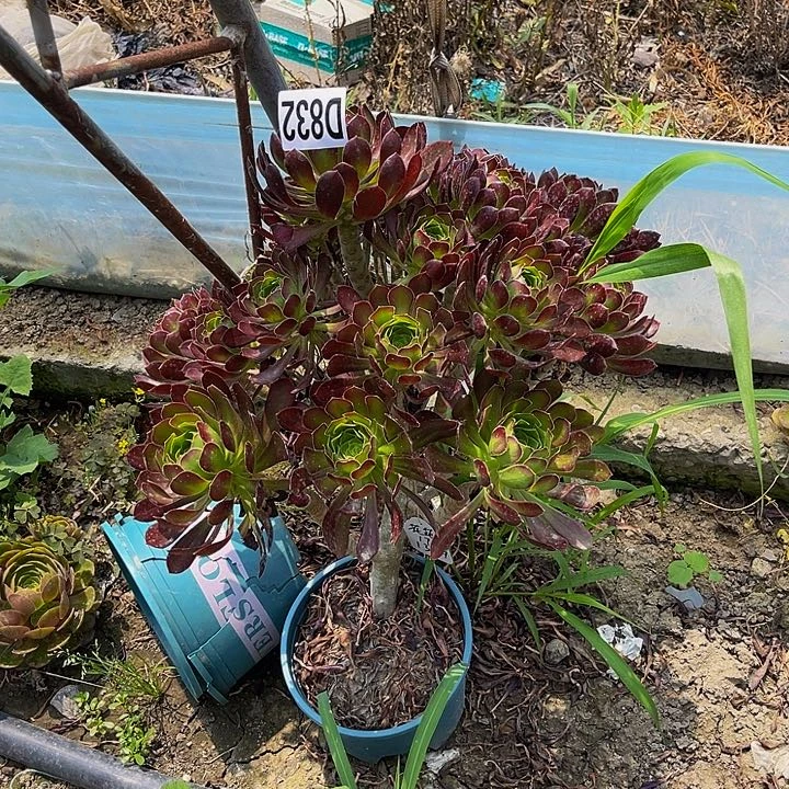 黑法师13///28包邮