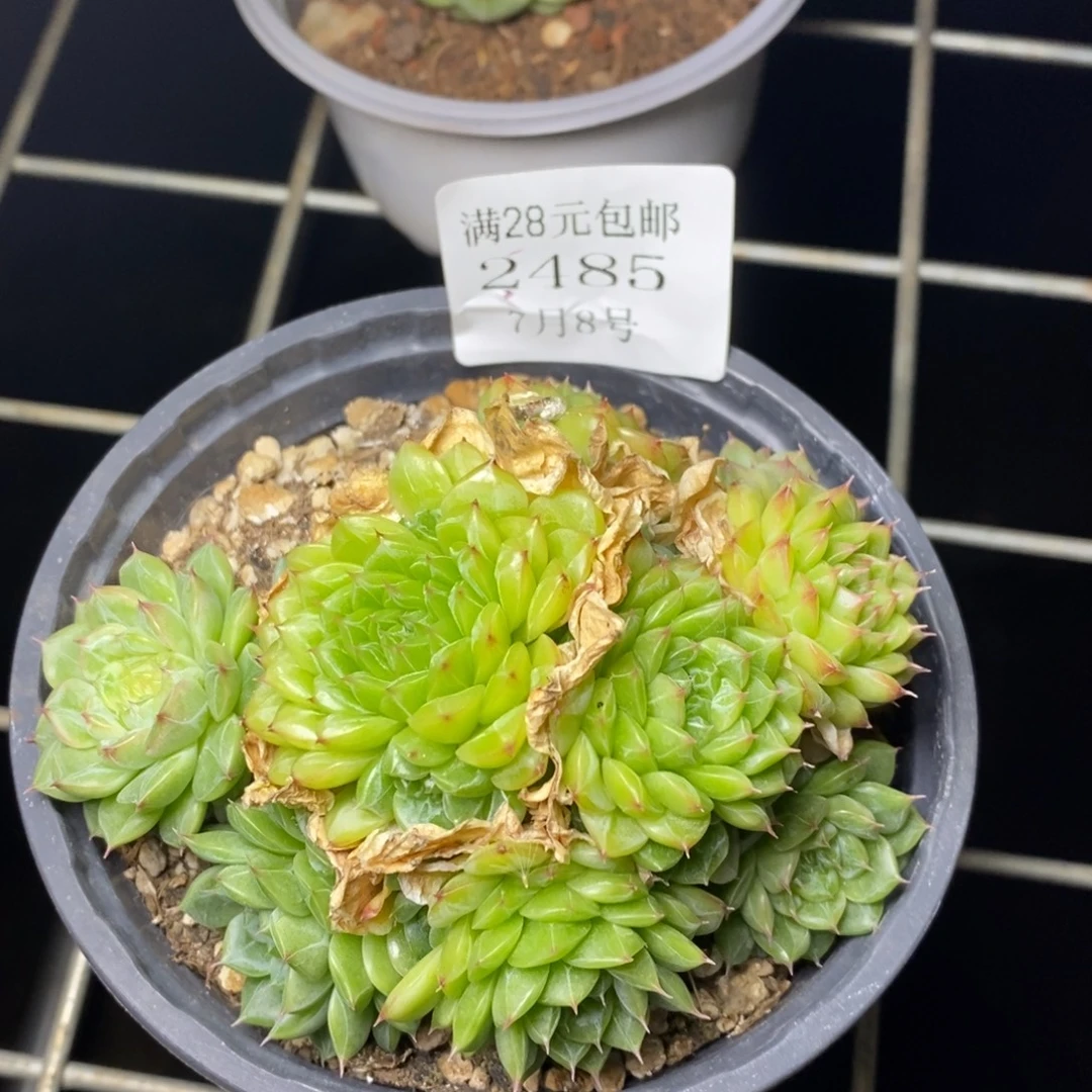 云2485号绿野仙踪12厘米