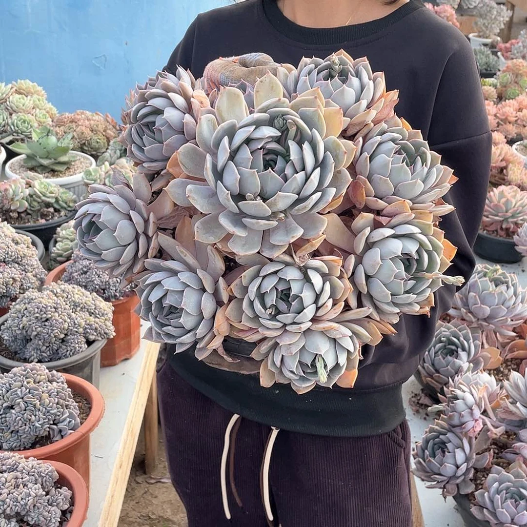 紫悦手捧花发货68米 量拍多肉