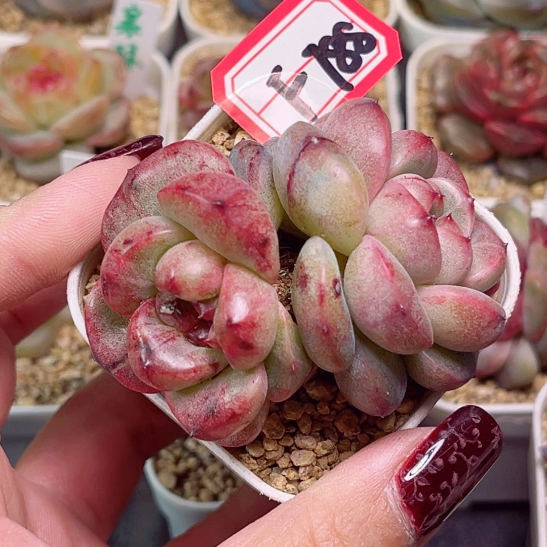 F788一物一拍 鲛珠石化