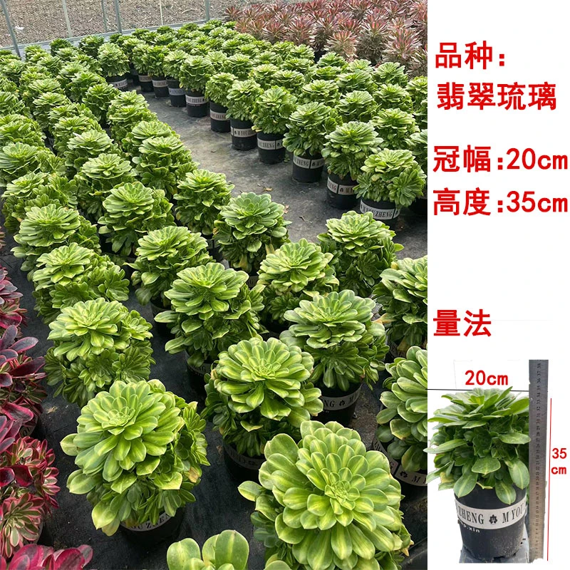 美杜莎精品多头法师翡翠琉璃适合特大室内花卉绿植盆栽批发