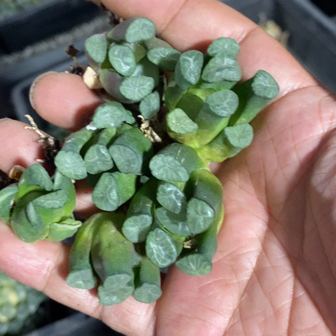 1453 一颗实生字母万象小鼻嘎 超级福利