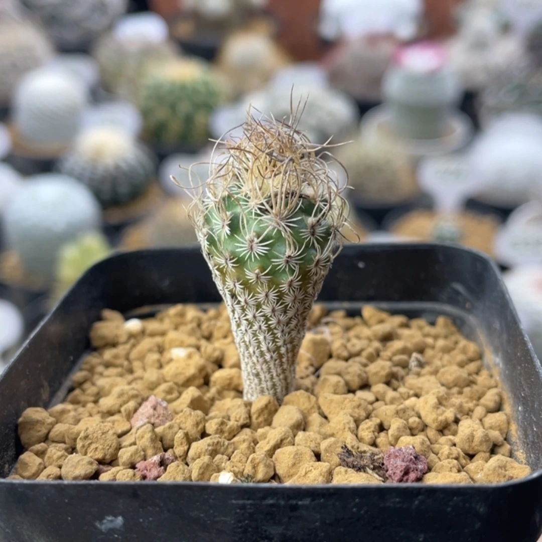 迷你牧师          实生根
