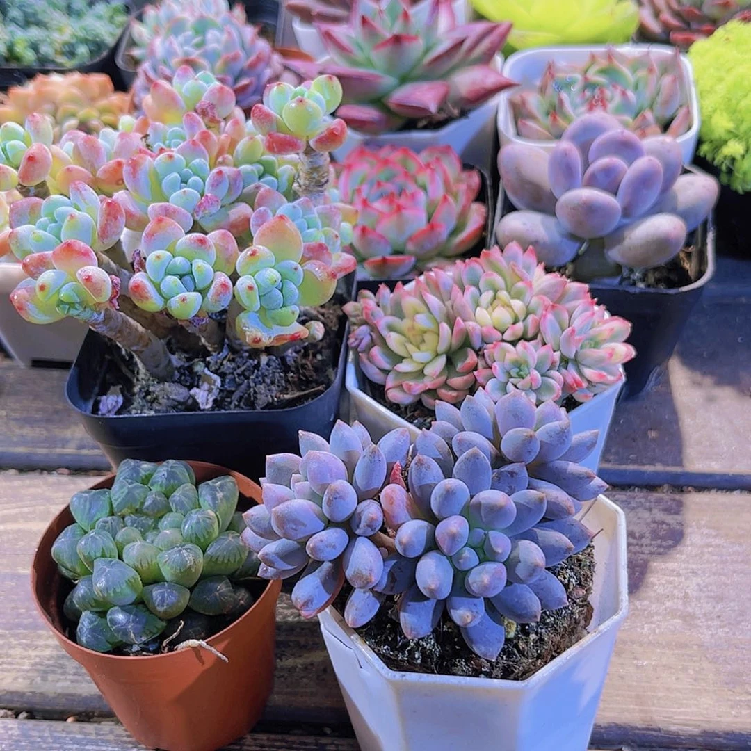 罗琦。姬雨露。女雏锦。蓝舍