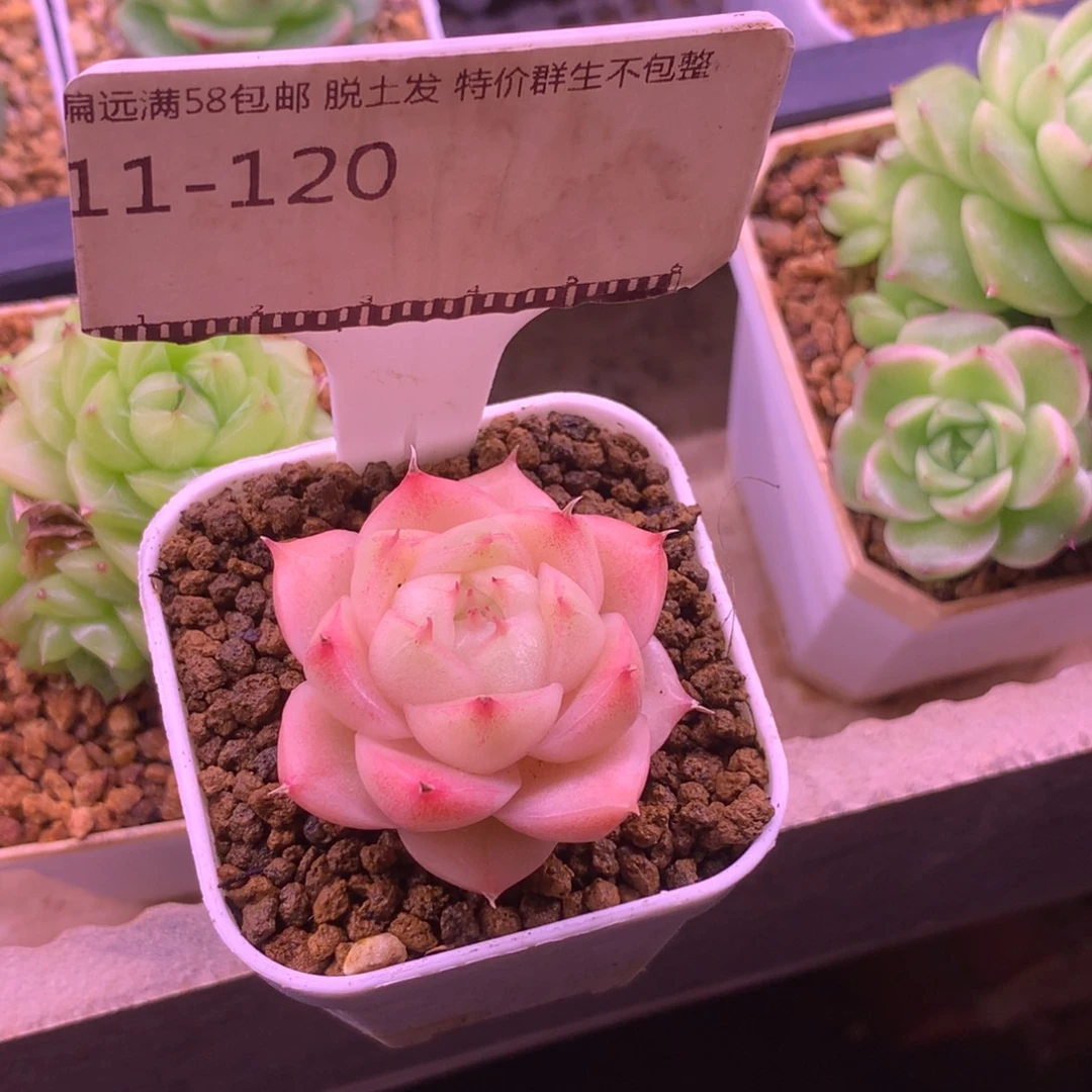 麦秆优选精品多肉58包邮