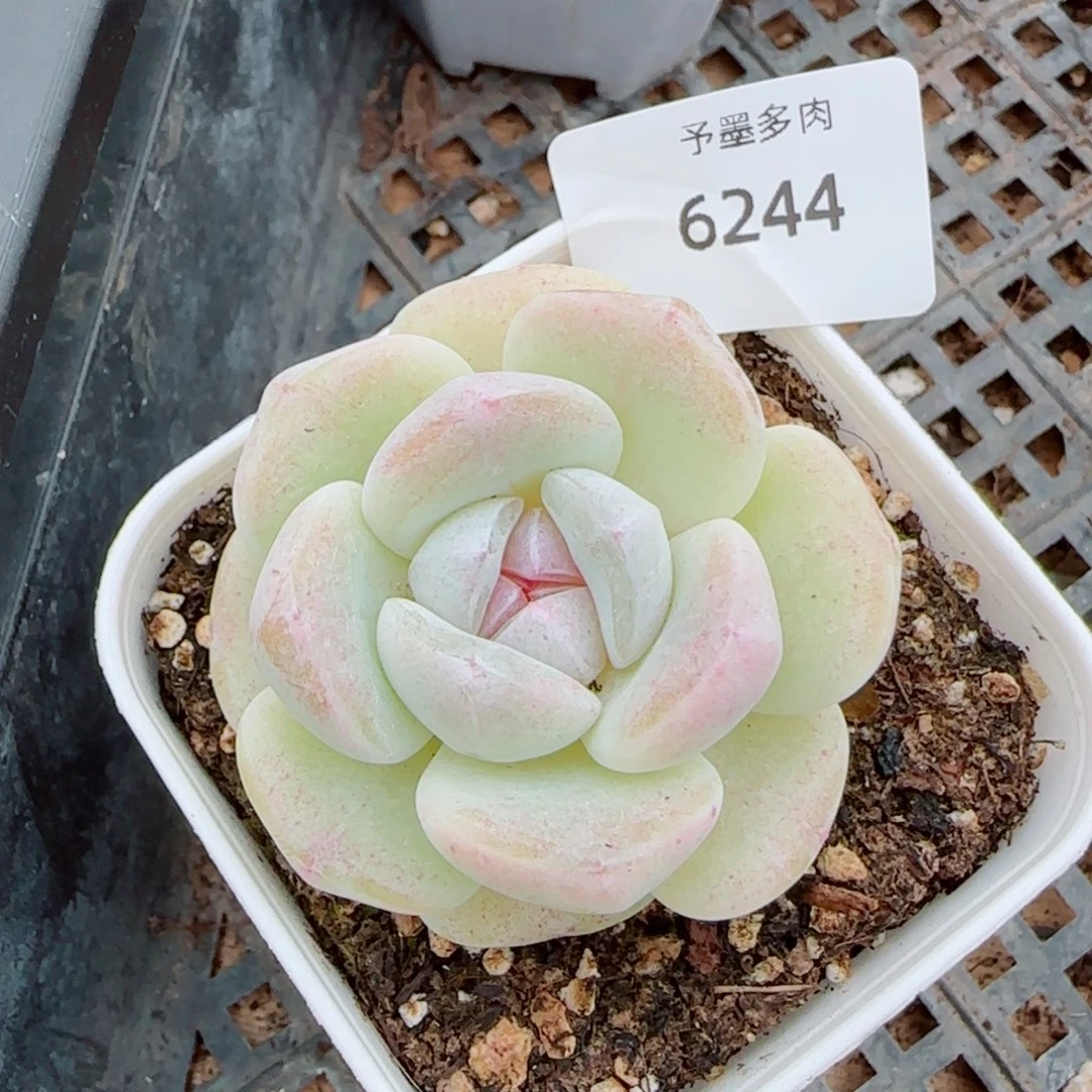 玻璃体糖心冰玉，6244多肉植物