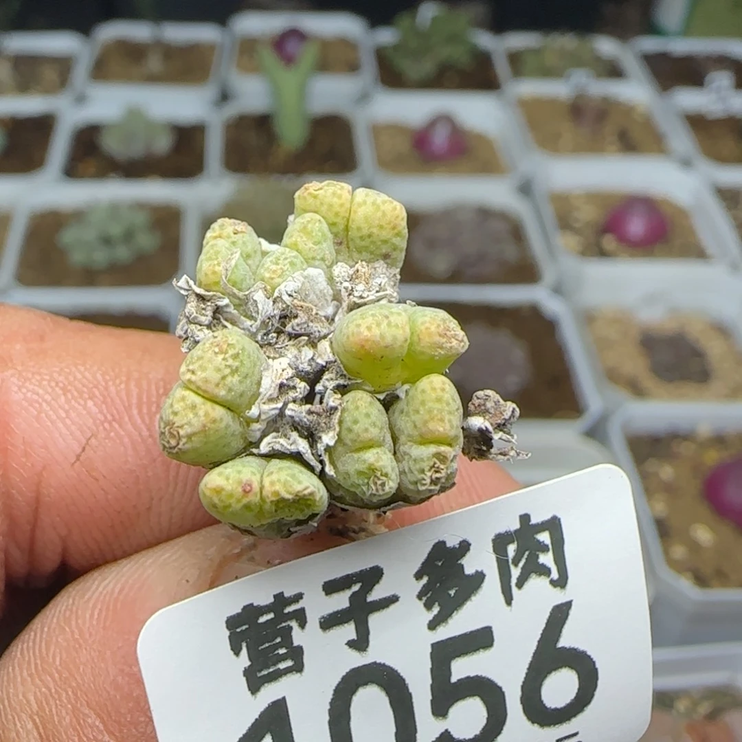 鹿角斑马。           8头。