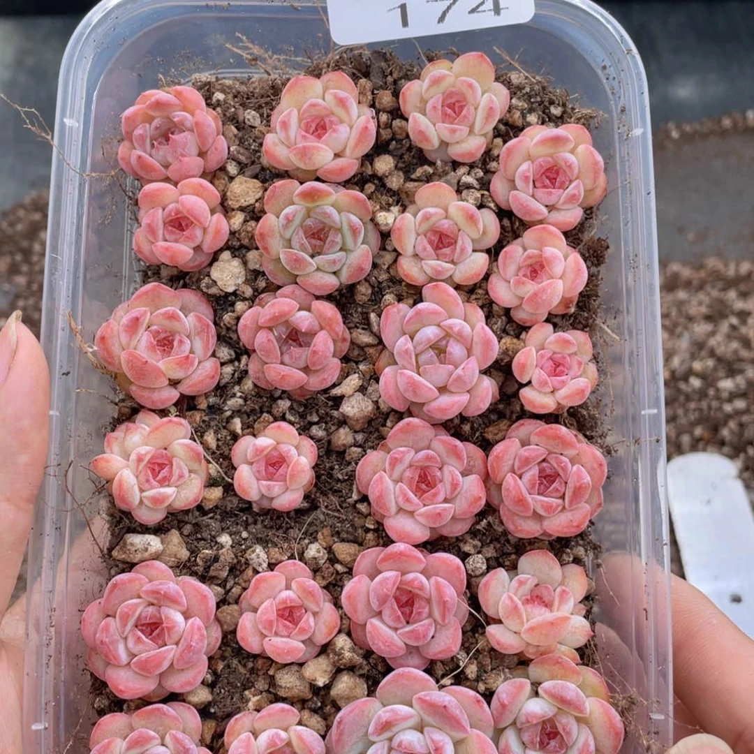 云糖心多肉植物174