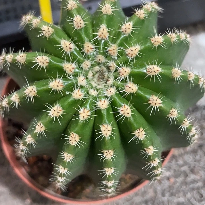 161号蜘蛛刺实生彩草