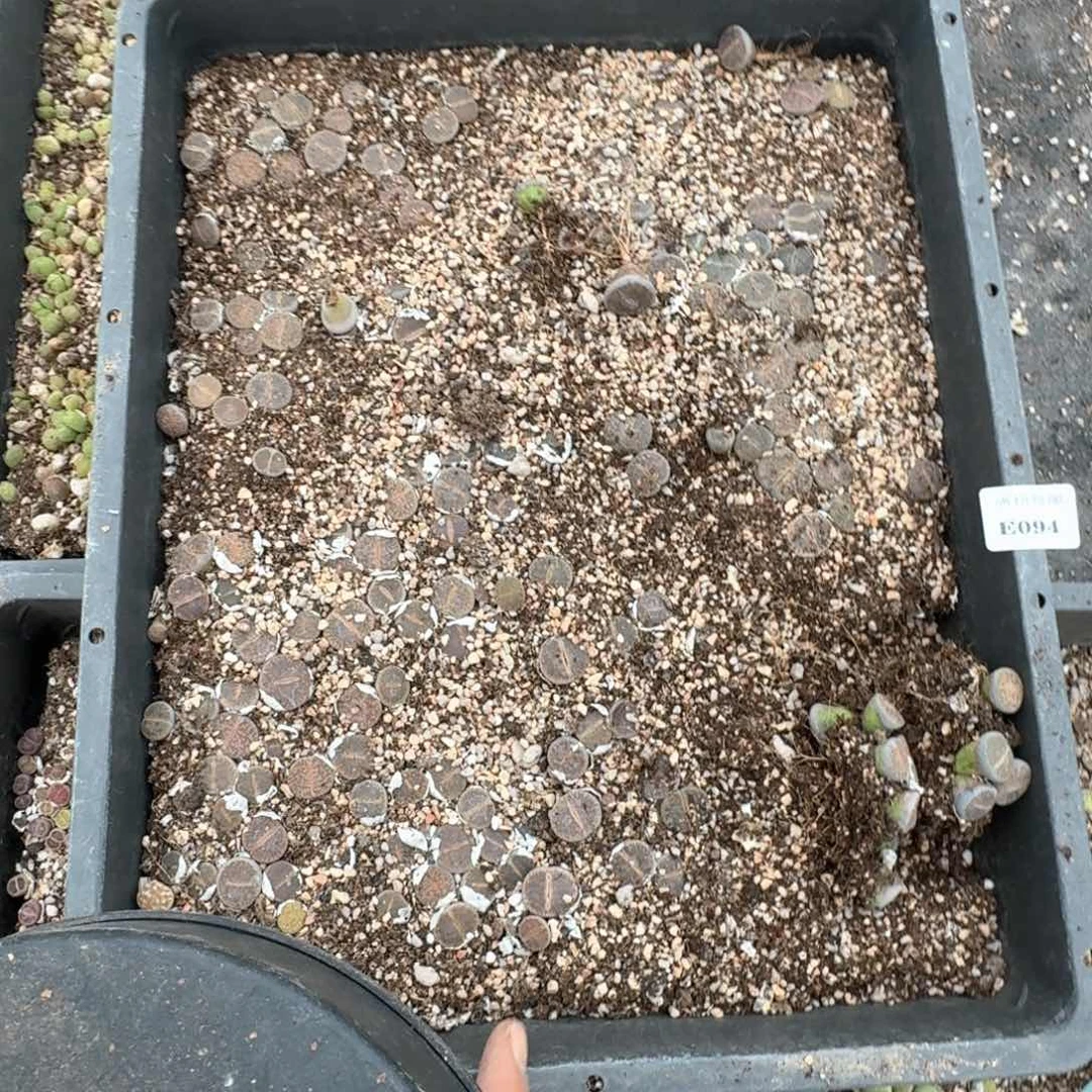 E094 和田玉一框。脱土发货