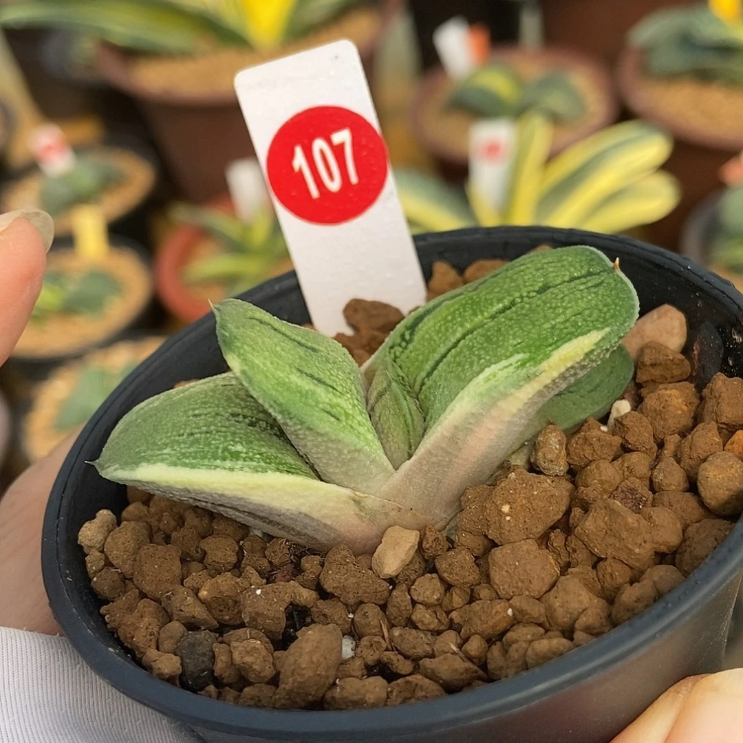 107卧牛实生锦带盆发货