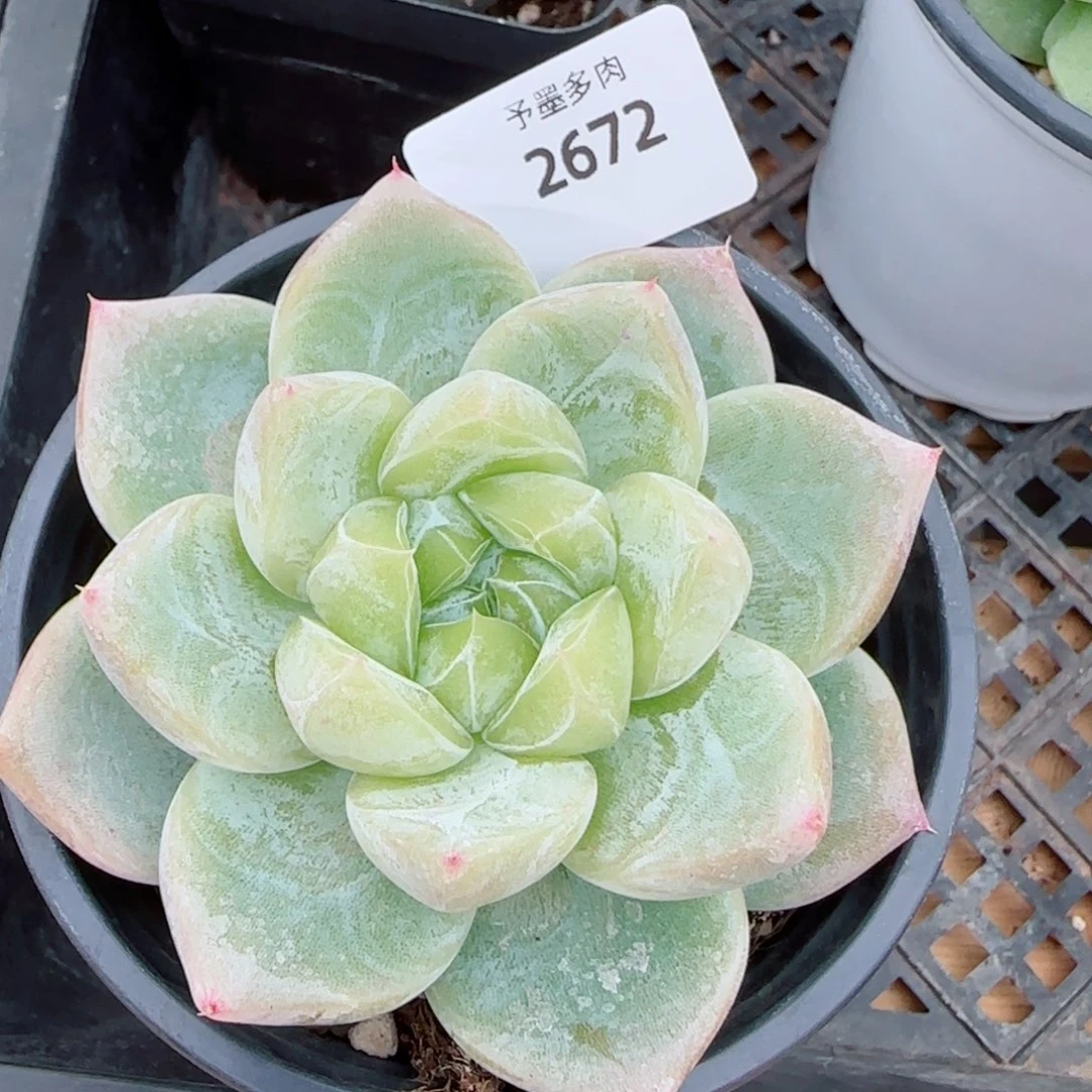 白泽，2672多肉植物