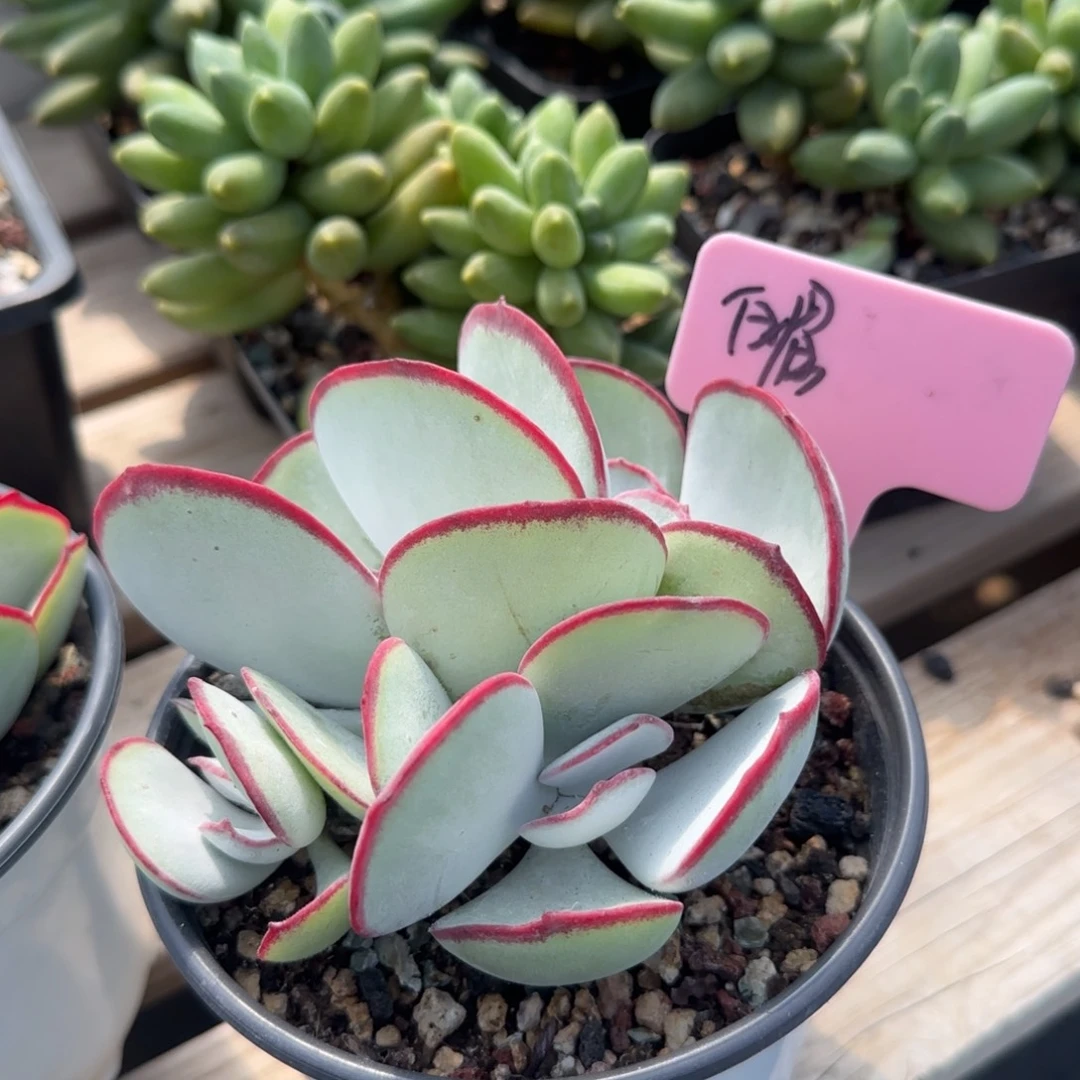 老桩白眉五十包邮老桩