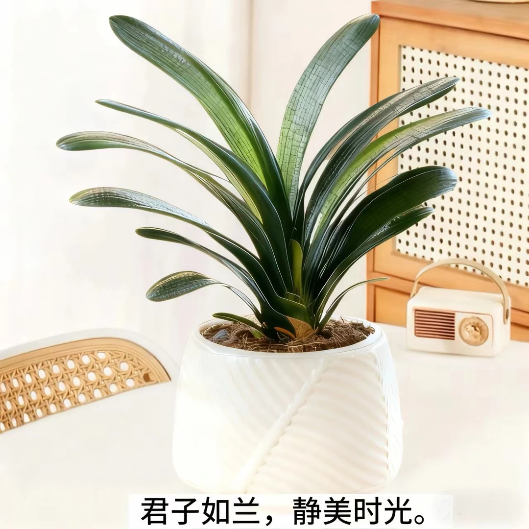 ZY补贴【带白盆】8-12叶君子兰绿植盆栽室内花卉客厅阳台摆放四季