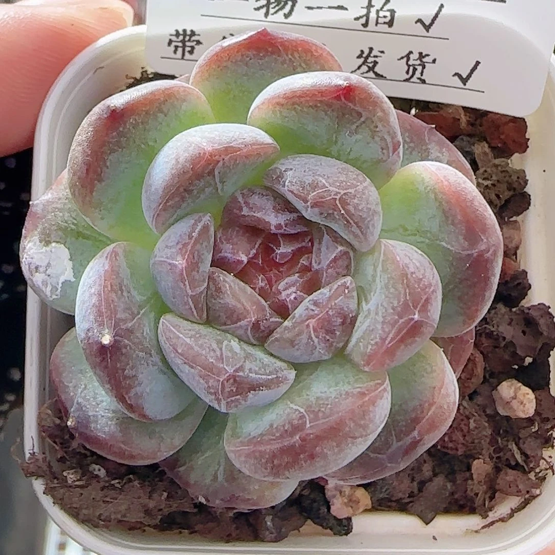 多肉0710-15糖心糖心