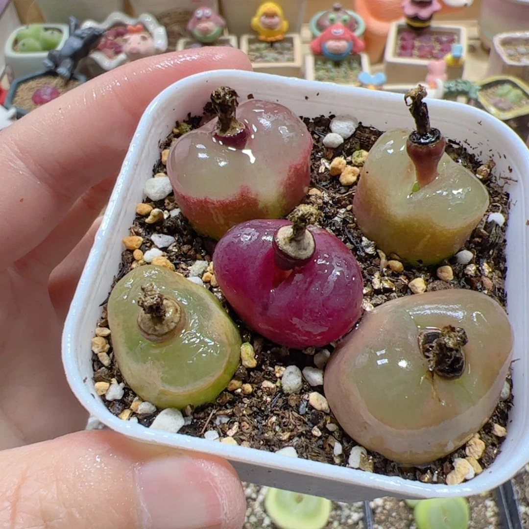 【闪购商品】326 带盆