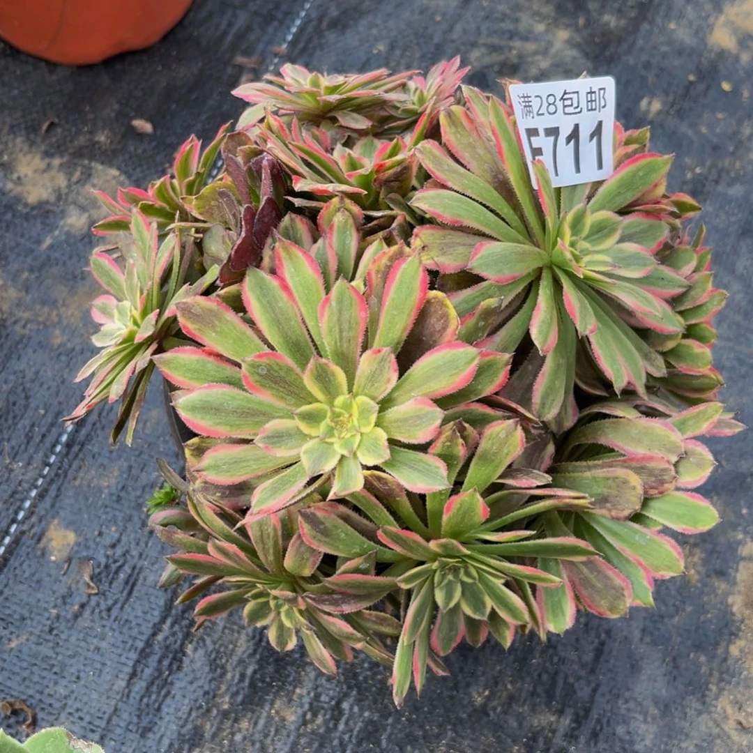 711多肉植物一物一拍