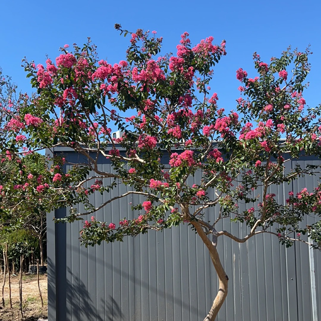 紫薇老桩一物一拍改价专属链接紫薇花树花篮绿植绿化庭院
