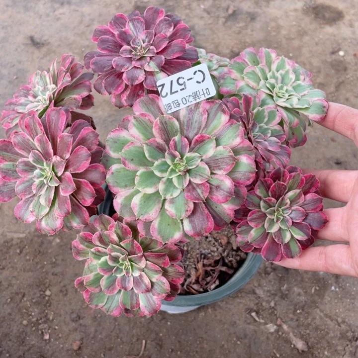 572铜花顺多肉123456789