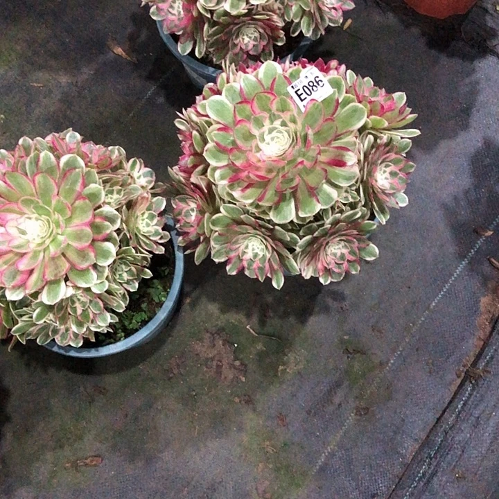 瑶***享孔雀领多肉0860000000000