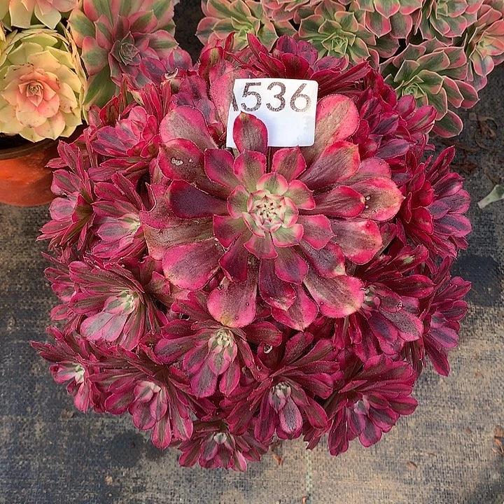 536.红铜白多肉植物