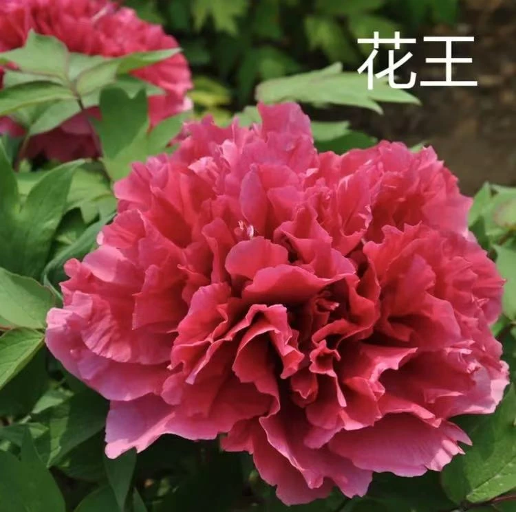 《花王》大花重瓣原盆原土基地直发
