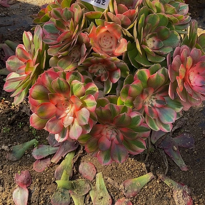 多肉植物荔枝276多肉