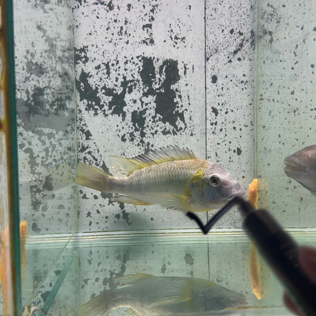 三***魔慈鲷1527号保利顿