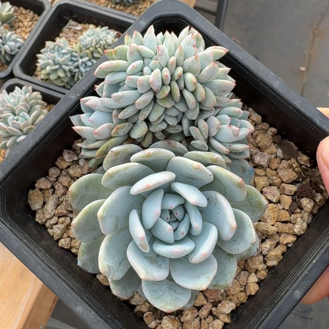 G****琴10厘米的尺寸一物一拍的