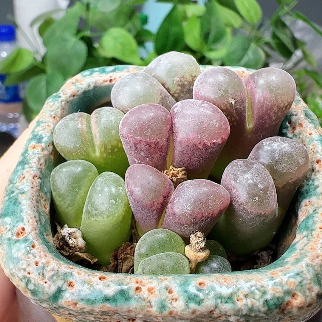 无花朵风铃带盆发………………………