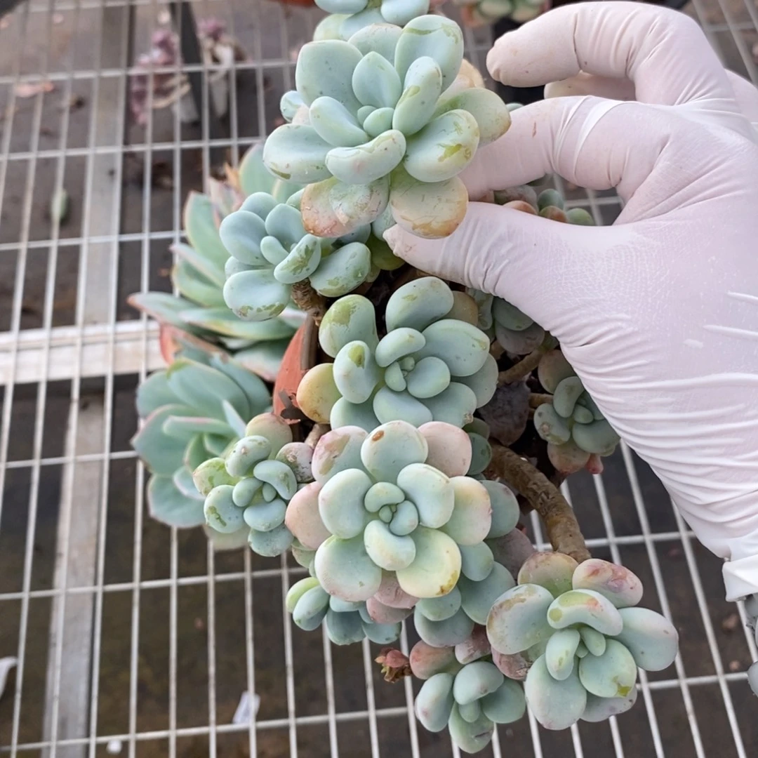 5038洛神整桩一物一拍