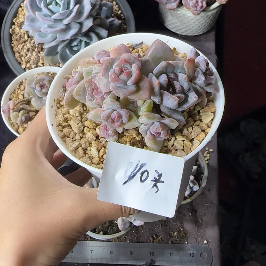 星影10头无砍一物一拍石榴籽