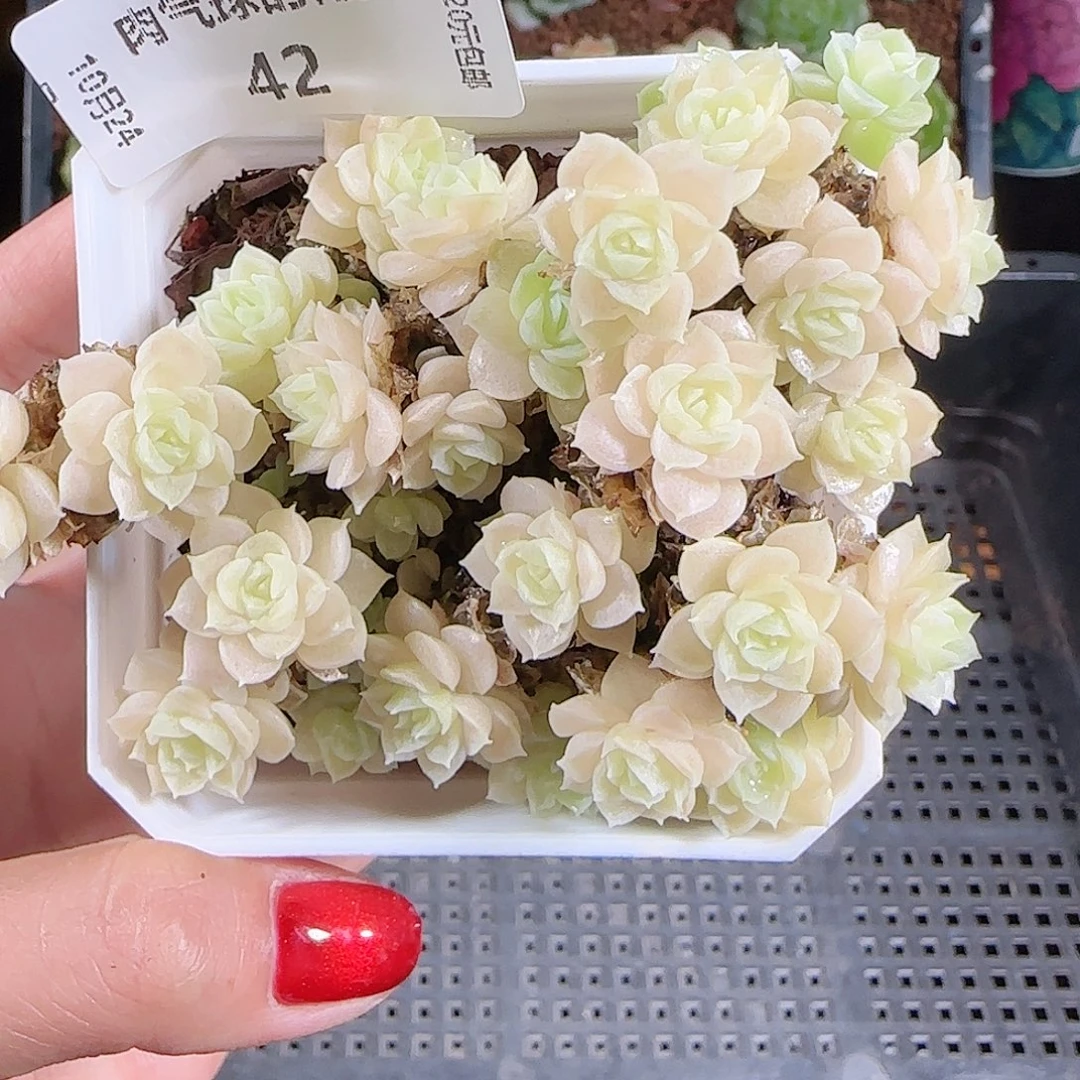 1024-42优选麦秆不包整