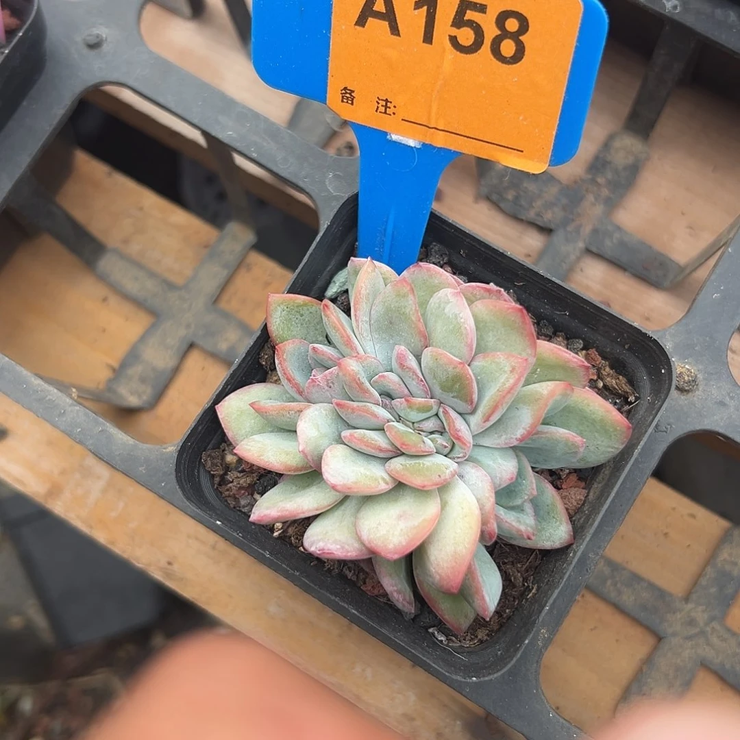 铁****多肉植物一物一拍