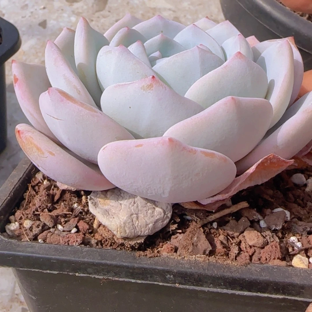 【闪购商品】奶盖，