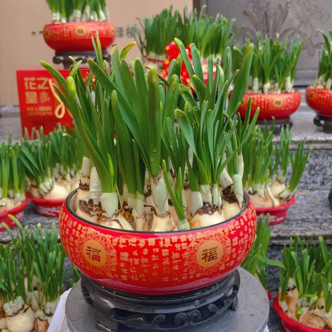 复瓣搭盆红盆盆一整套