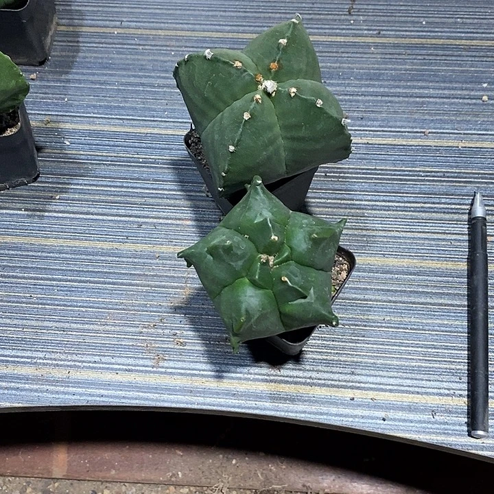 *****组合2棵实生脱土发货