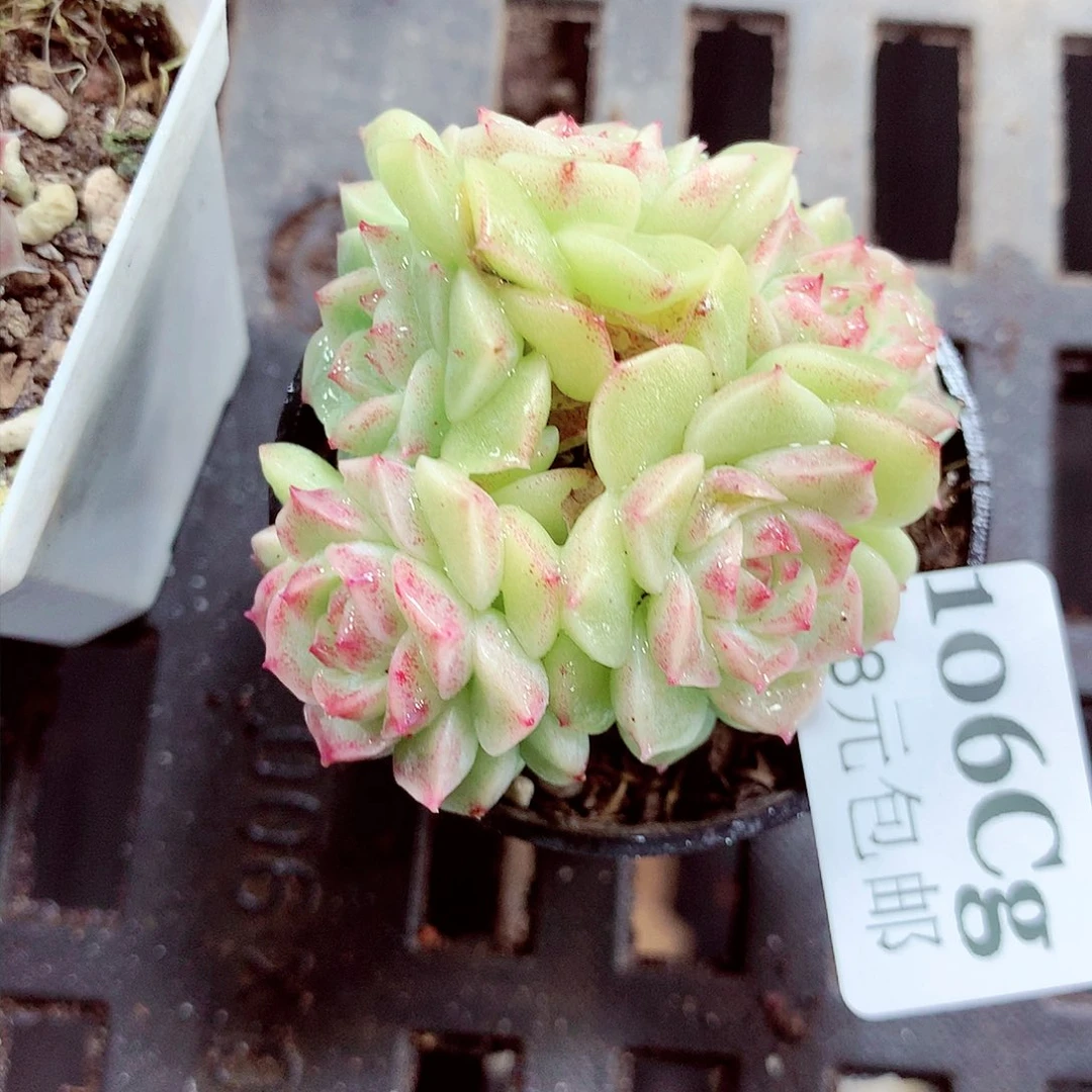 5厘米盆精控多肉106