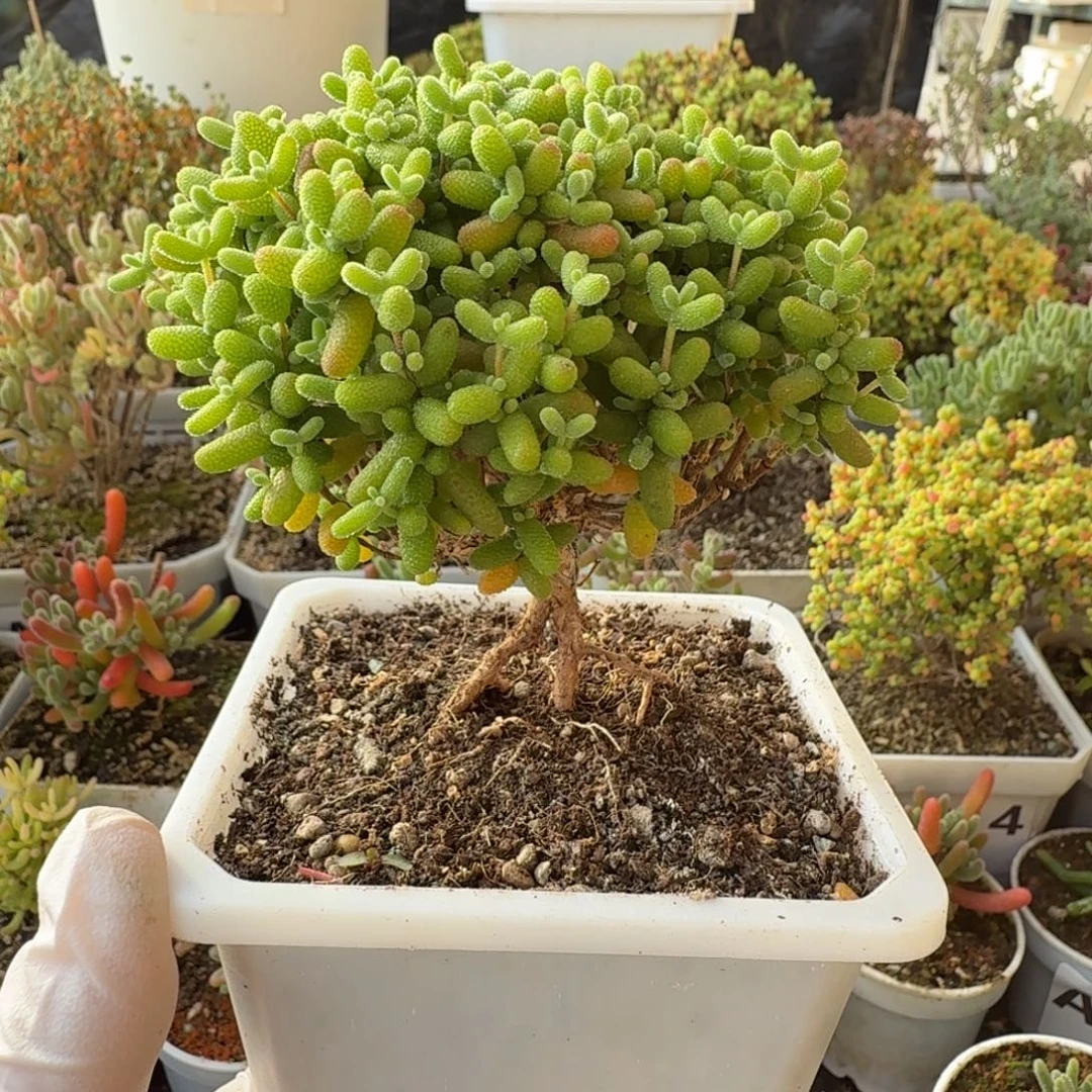 A211金桔糖球一物一拍