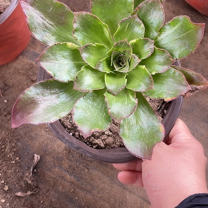 488魅影七彩多肉植物福利