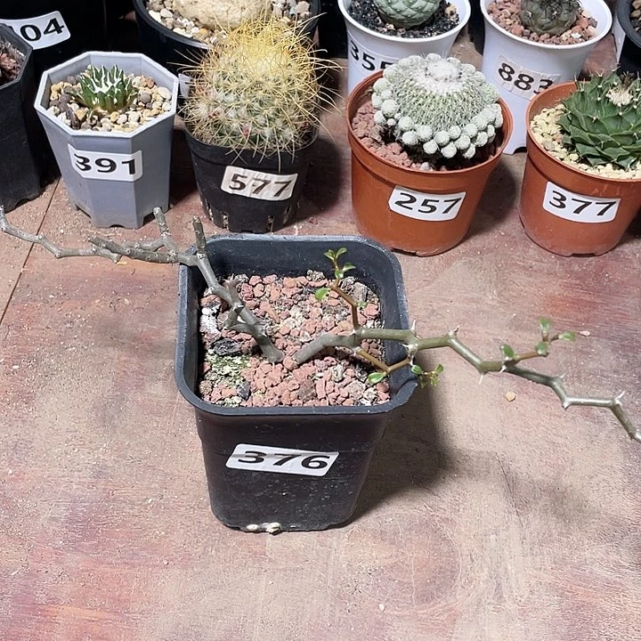 376弯曲龙块根植物