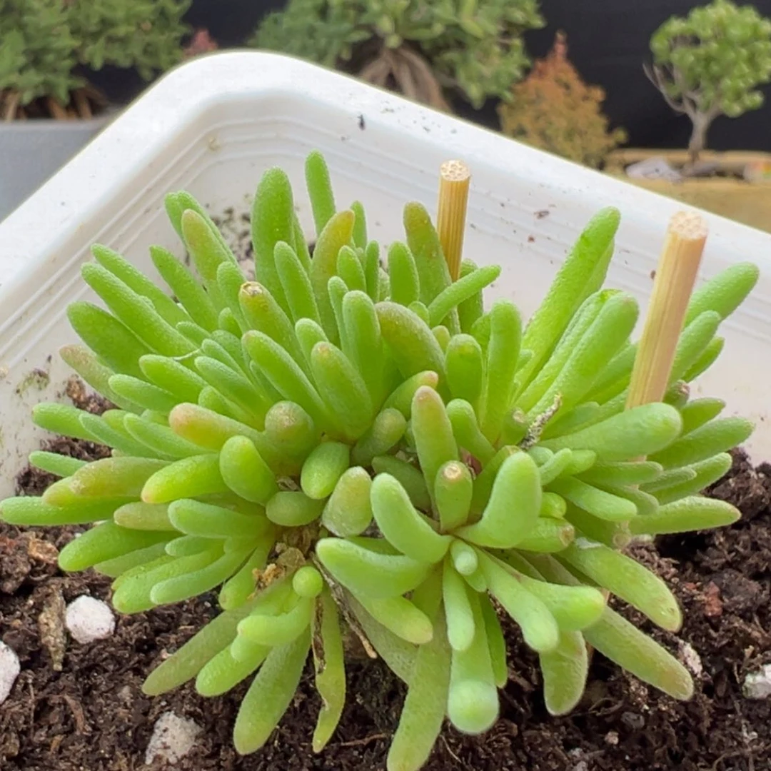 【闪购商品】dy2406晶珊瑚